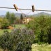 Cupido (rosa)